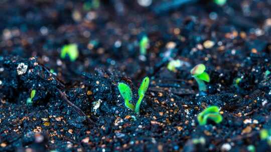 中药材黄芩子种子发芽生长延时植物生长