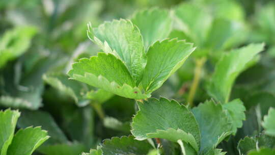 农民田间劳动种植蔬菜蔬菜大棚里的蔬菜草莓