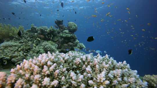 水下场景海洋生物