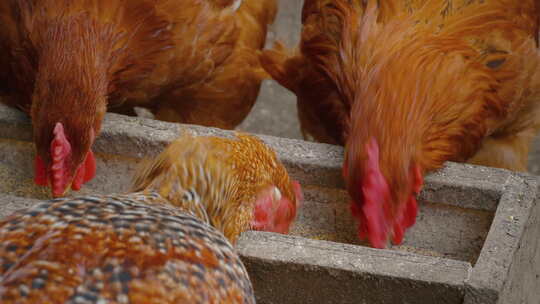 农业 散养鸡 养鸡 喂鸡