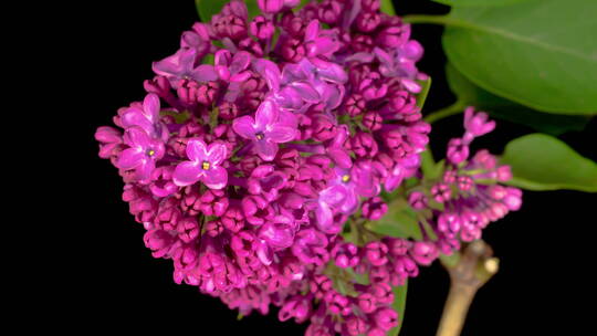紫罗兰花朵绽放延时