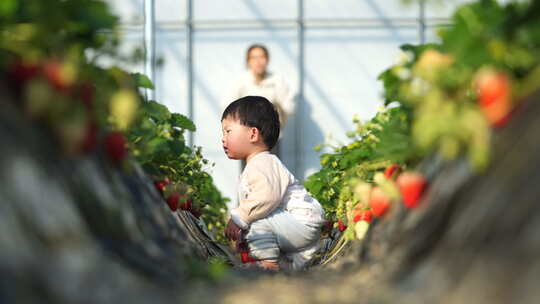 小孩在草莓地 幼儿在草莓地玩耍