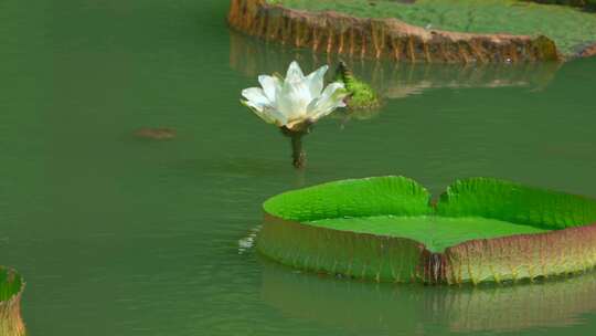 南宁市人民公园荫生植物园湖泊白色睡莲花