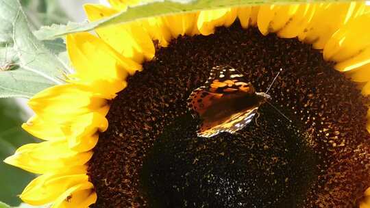阳光下的向日葵蝴蝶采蜜视频素材模板下载