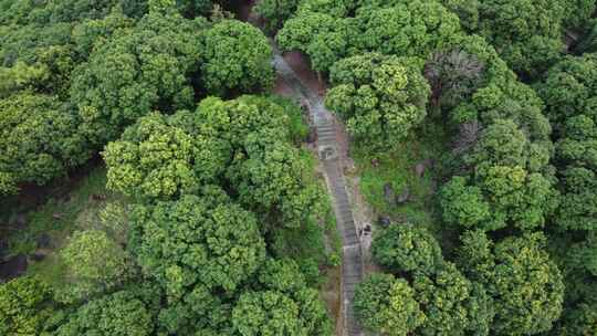 广东东莞：满山遍植荔枝树