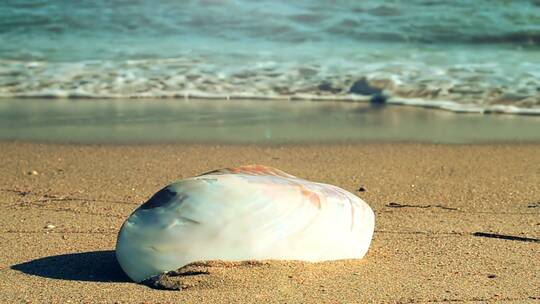 在海滩上发现的单一贝壳视频素材模板下载