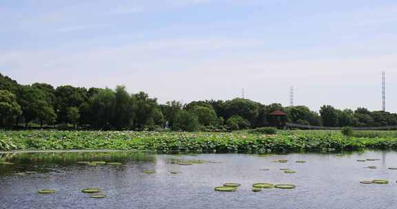 苏州相城荷塘月色湿地公园荷花荷叶荷塘