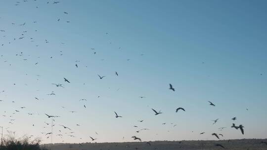 一群鸟儿在蓝天上飞翔视频素材模板下载