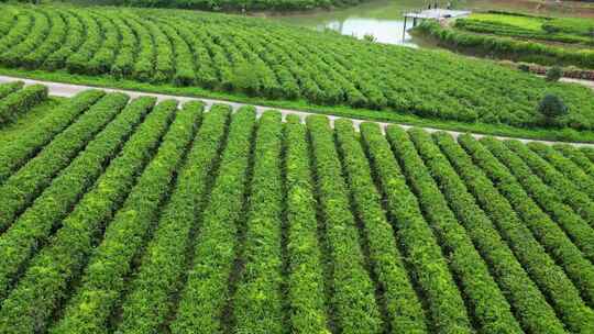 高山茶园宣传片素材