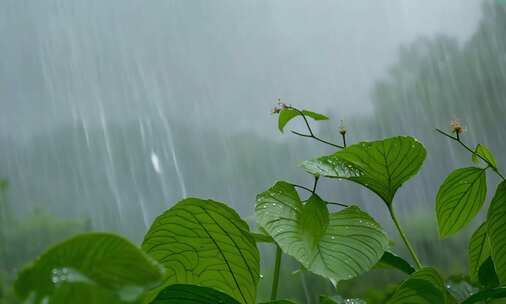 升格春天春雷春雨下雨天雨中的緑叶植物意境