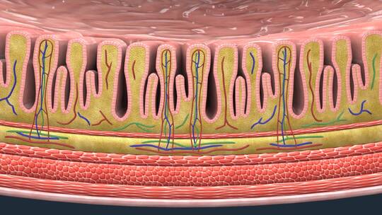 胃襞胃壁蛋白酶原黏液层壁细胞小凹型HCI