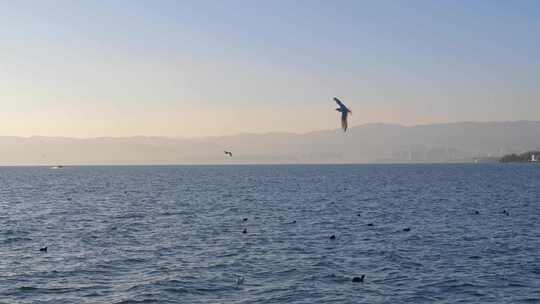 海鸥鸟类湖面飞翔翱翔