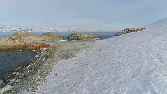 巴布亚企鹅群站在雪岸天线上视频素材模板下载