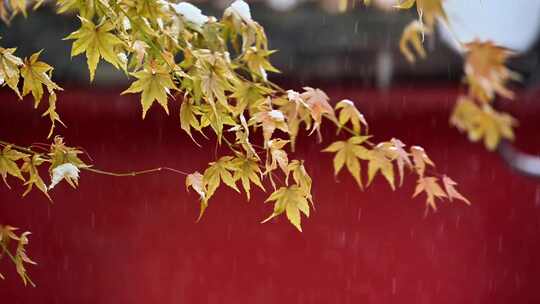 北京故宫冬天红墙古建筑枫叶大雪纷飞雪花飘