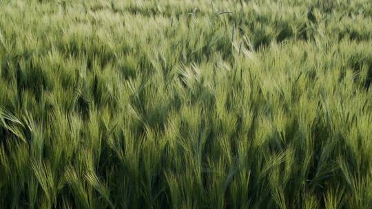 麦田中在风中摇动的麦子 大麦小麦水稻 稻田