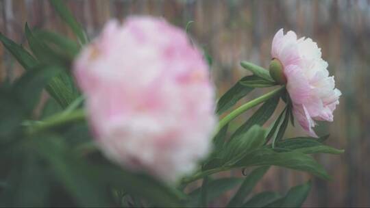花园里的开放的淡粉色花朵视频素材模板下载