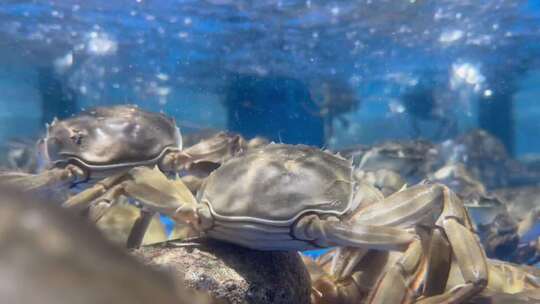 超市海鲜区海蟹螃蟹原素材视频素材模板下载