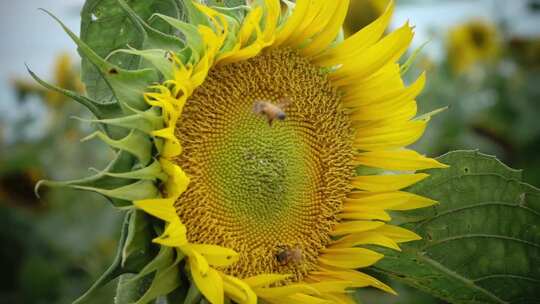 蜜蜂在向日葵花朵采蜜飞舞微距特写视频素材模板下载