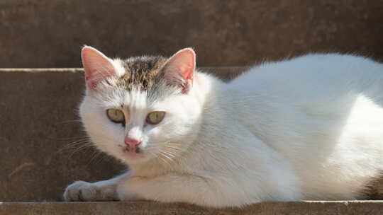 春天中午公园里的流浪猫白猫