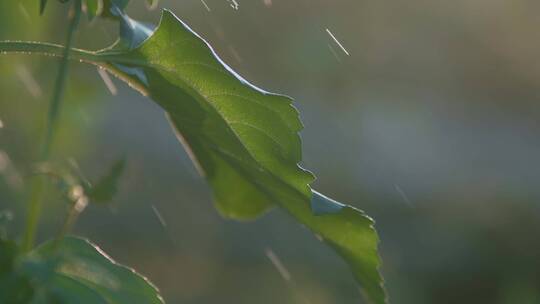 绿叶升格视频阳光下唯美绿叶太阳雨