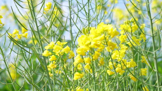 昆明福保村油菜花