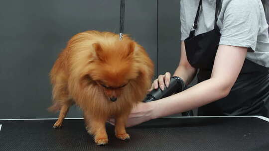 宠物沙龙美容师用烘干机烘干博美犬的腹部