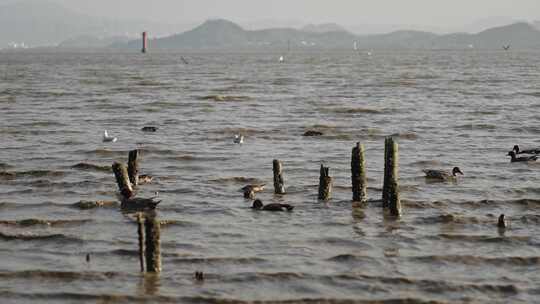 4K实拍深圳湾湿地公园海鸥候鸟栖息