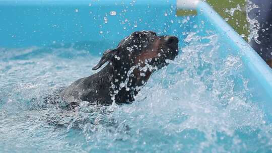 杜宾犬 游泳