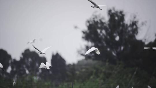 深圳湾鸟类栖息地自然风光视频