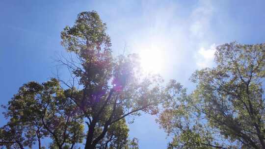 夏天阳光穿过树林树叶子自然风景视频素材