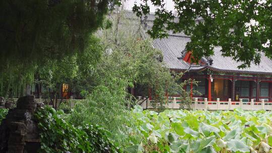 中式园林古莲花池雨景