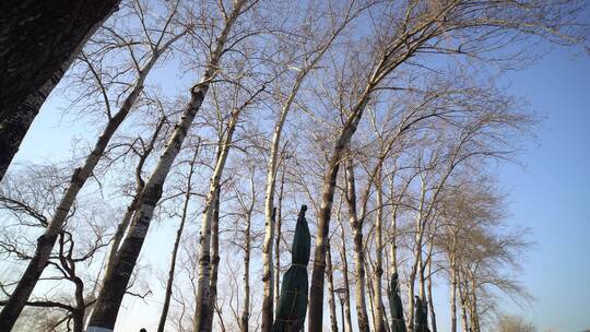 冬天公园树木树枝剪影