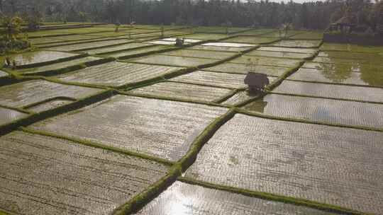 印度尼西亚巴厘岛阳光明媚的一天，稻田间乌布稻米寺的鸟瞰图