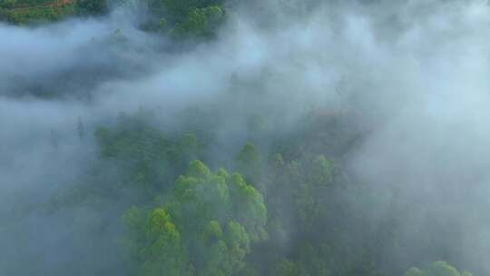 云雾茶山