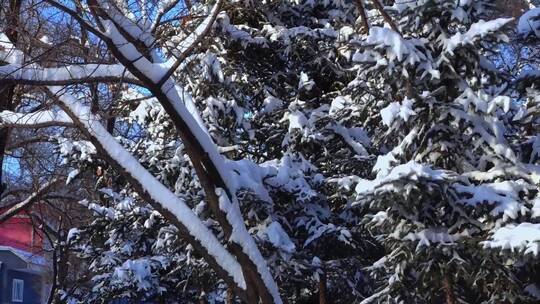 冬天公园老树小河雪景