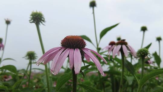 航拍 花海 紫花 格桑花 郊野 怒放 远山