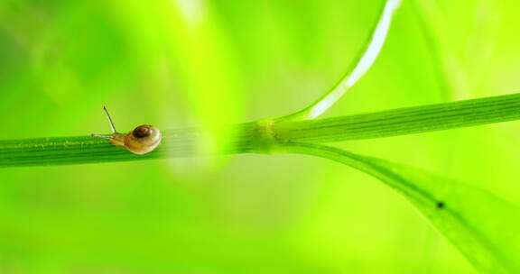 夏日雨后可爱的蜗牛在翠绿的草上觅食