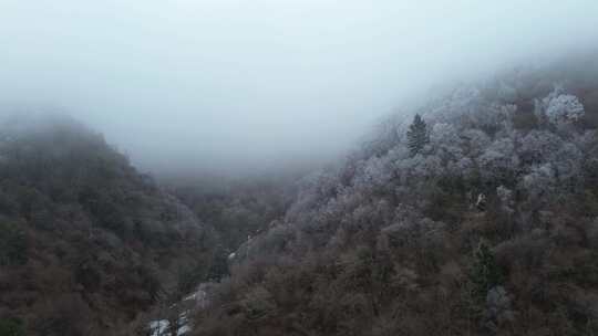 四川阿坝九寨沟县黄土梁隧道杜鹃山冬日