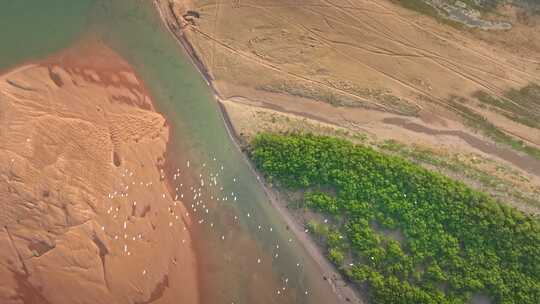 湛江乐民港红树林白鹭滩涂湿地保护区航拍