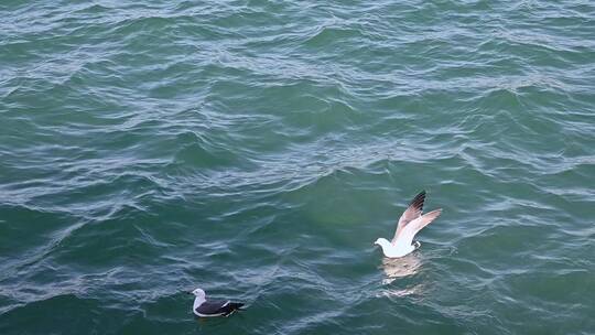 波涛汹涌的大海和飞翔的海鸥慢镜头自然风光