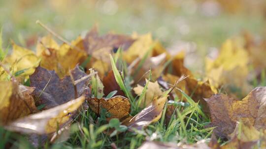 草地上的秋叶视频素材模板下载