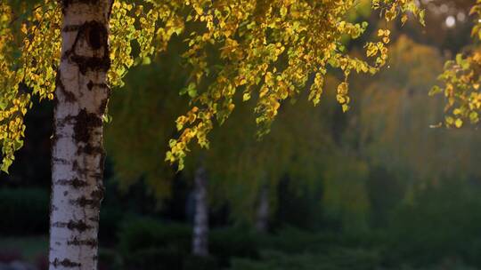 秋季阳光下摇曳的树叶