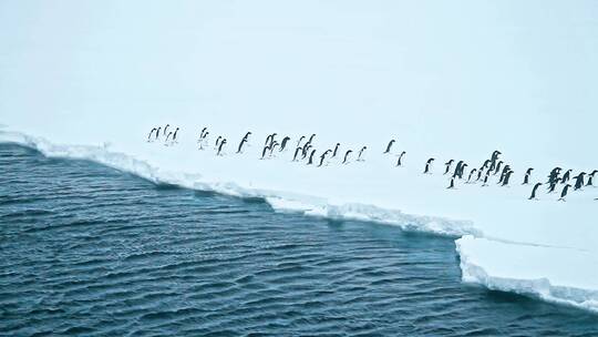 企鹅从海里跳上厚厚的冰面