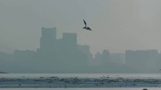 深圳湾鸟类栖息地自然风光视频