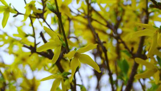 黄色的花，树，花，树枝