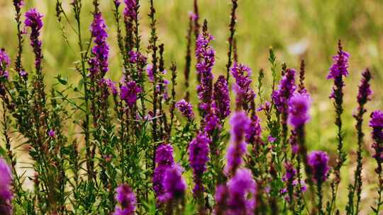 植物 自然 紫色小花 薰衣草