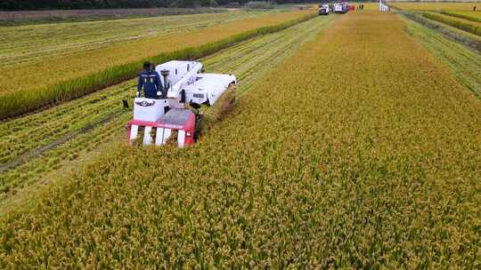 水稻大米丰收现代农业机械化收割北大荒
