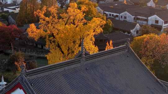 浙江嘉兴梅花洲石佛寺千年银杏航拍