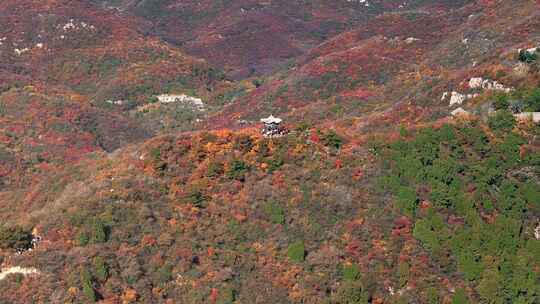 秋日红叶森林航拍满山红叶