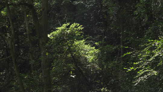 森林山野治愈